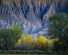 USA-Utah Yellow cottonwood tree and gray mountain in autumn Art Print